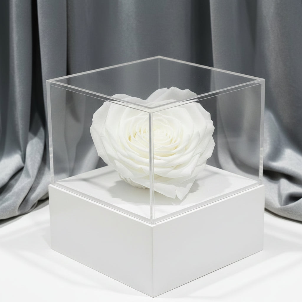 superbe rose blanche éternelle